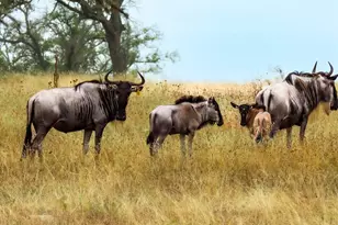 170 Goose Landing Way, Harper, TX 78631 - Photo 69