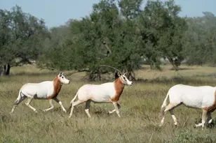 170 Goose Landing Way, Harper, TX 78631 - Photo 73