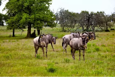 170 Goose Landing Way, Harper, TX 78631 - Photo 71