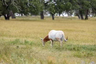 Lot 94 Stock Pond Dr, Harper, TX 78631 - Photo 41
