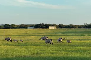 772 Luckenbach Rd, Fredericksburg, TX 78624 - Photo 69