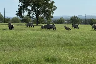 772 Luckenbach Rd, Fredericksburg, TX 78624 - Photo 71