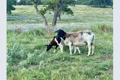 Lot 25 Badger Ridge Rd, Fredericksburg, TX 78624 - Photo 13
