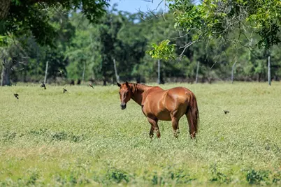234 Nelson-Rouse Rd, Fredericksburg, TX 78624 - Photo 39