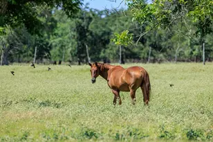 234 Nelson-Rouse Rd, Fredericksburg, TX 78624 - Photo 39
