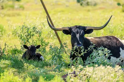 234 Nelson-Rouse Rd, Fredericksburg, TX 78624 - Photo 41