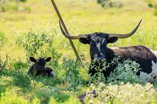 234 Nelson-Rouse Rd, Fredericksburg, TX 78624 - Photo 41