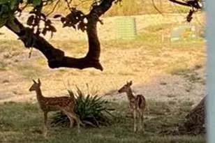 2305 Summit Forest, Fredericksburg, TX 78624 - Photo 37