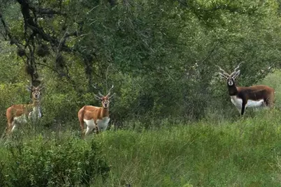 428 Summit Springs Lane, Johnson City, TX 78636 - Photo 5