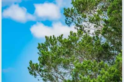 12995 Hackberry Rd, Rocksprings, TX 78880 - Photo 19