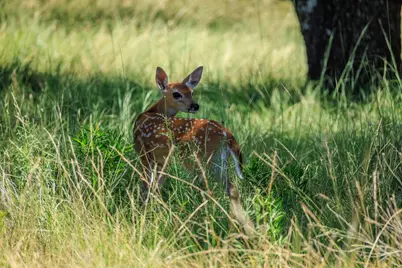 429 Spanish Oak Trail, Harper, TX 78631 - Photo 27
