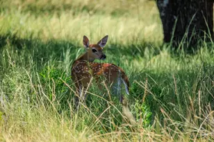 429 Spanish Oak Trail, Harper, TX 78631 - Photo 27