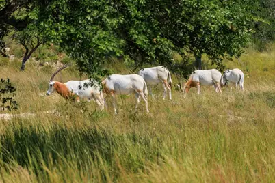 189 Fallen Acorn Dr, Blanco, TX 78606 - Photo 23