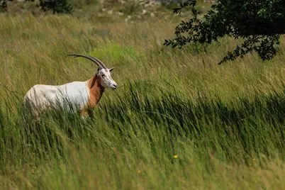 189 Fallen Acorn Dr, Blanco, TX 78606 - Photo 15