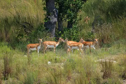 189 Fallen Acorn Dr, Blanco, TX 78606 - Photo 37