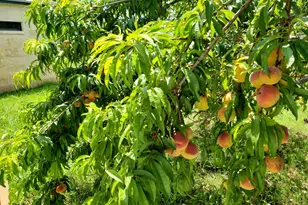 2320 Fiedler Rd, Harper, TX 78631 - Photo 55