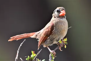 2320 Fiedler Rd, Harper, TX 78631 - Photo 59