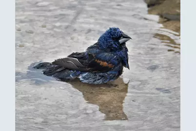 2320 Fiedler Rd, Harper, TX 78631 - Photo 55