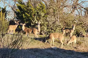 2320 Fiedler Rd, Harper, TX 78631 - Photo 67