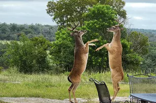 2320 Fiedler Rd, Harper, TX 78631 - Photo 65