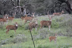 2320 Fiedler Rd, Harper, TX 78631 - Photo 69