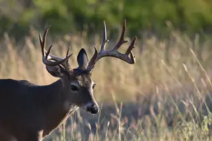 2320 Fiedler Rd, Harper, TX 78631 - Photo 71