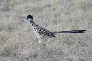 2320 Fiedler Rd, Harper, TX 78631 - Photo 77