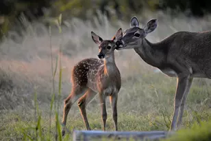2320 Fiedler Rd, Harper, TX 78631 - Photo 61