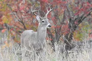 2320 Fiedler Rd, Harper, TX 78631 - Photo 75