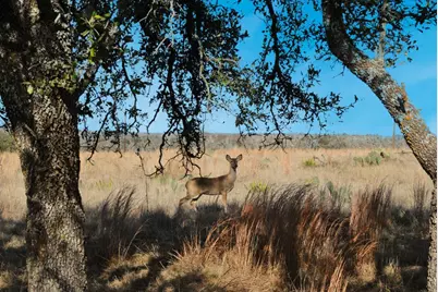 1101 Dreamcatcher Ln., Fredericksburg, TX 78631 - Photo 9