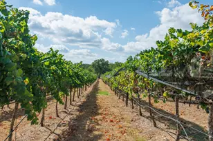 1758 Lincoln Smith Rd, Round Mountain, TX 78663 - Photo 49
