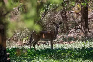 268 Marschall Creek Rd, Fredericksburg, TX 78624 - Photo 65