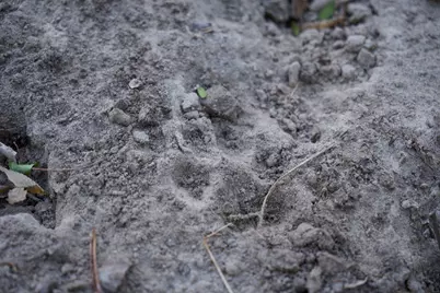 308 Pebble Loop Dr, Navasota, TX 77868 - Photo 9