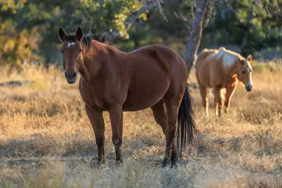 5595 Schneider-Moellering Rd, Fredericksburg, TX 78624 - Photo 9