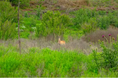 7625 N State Hwy 16, Fredericksburg, TX 78624 - Photo 27