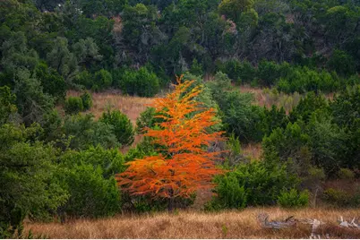 7625 N State Hwy 16, Fredericksburg, TX 78624 - Photo 17