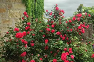 256 Royalview Dr, Fredericksburg, TX 78624 - Photo 63