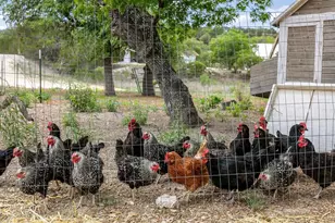 903 Eichen Strasse, Fredericksburg, TX 78624 - Photo 57