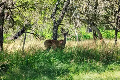 315 Rieger Rd, Harper, TX 78631 - Photo 3
