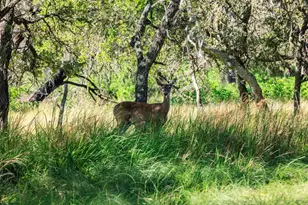 315 Rieger Rd, Harper, TX 78631 - Photo 3