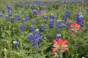 303 Walnut St, Fredericksburg, TX 78624 - Photo 33