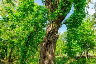 199 Lexington Dr, Fredericksburg, TX 78624 - Photo 23