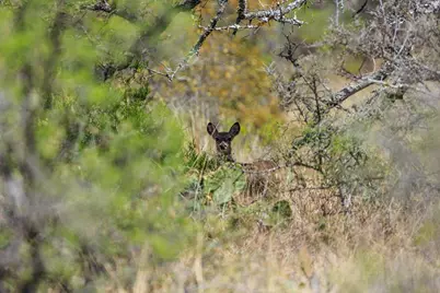 4632 Onion Creek Rd, Doss, TX 78618 - Photo 5