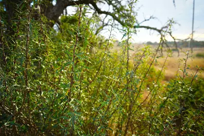 875 Old Harper Rd, Fredericksburg, TX 78624 - Photo 33