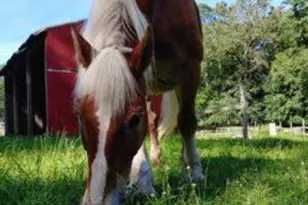 Lot 151 Bear Dr, Pike, PA 18324 - Photo 7