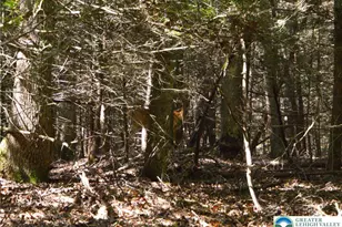 N Church and Buck Mountain Rd, Lehigh Twp, PA 18255 - Photo 7