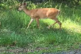 Pocono Mountain Lake Dr, Lehman Twp, PA 18324 - Photo 5