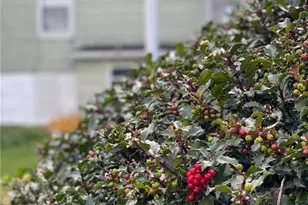 36 E Fell St, Summit Hill Boro, PA 18250 - Photo 43