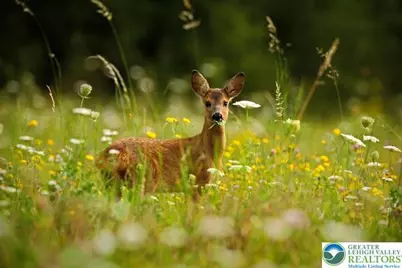 225 Williams Lane, Tobyhanna Twp, PA 18355 - Photo 1