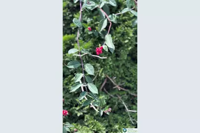 608 McKinley, Hazle Township, PA 18201 - Photo 59